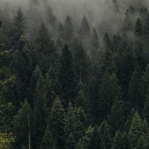 cabin in the woods