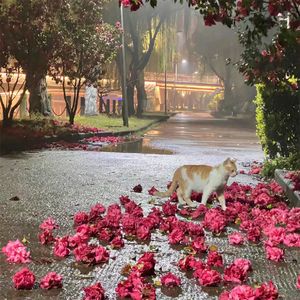 梦里江南诗意柔