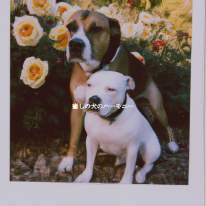 Magnificent Son Montuno Trumpet - Vibe for Deluxe Staycationing