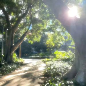 夏天的风（我永远记得）