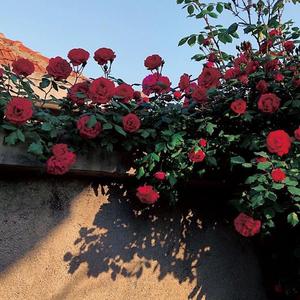 Capper-Huzzah!(Live)