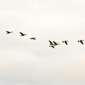 Beautiful Birds