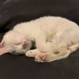 Darling