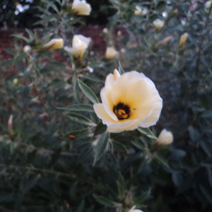 FLORECIENDO (Acoustic Version)