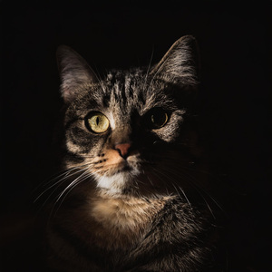 Notas Tranquilas De La Mascota