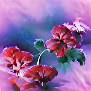 Geranios (Ambient Mix)