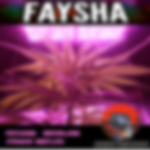 Bandelero (Faysha Bootleg)