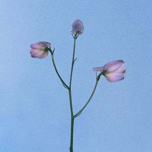 花田错（Cover:王力宏）