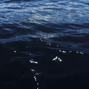 夜空中最亮的星（翻自 逃跑计划）