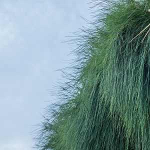 高处的阳光 (铃铛曲)