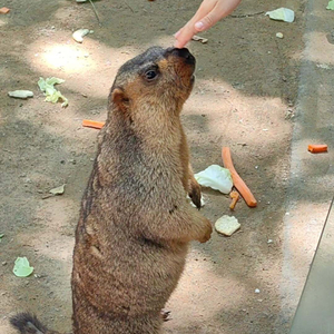 简单问候的幸福