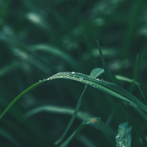 Whispers of the Heart