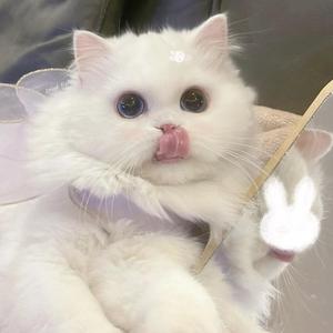 拜拜（Cover：浙音4811）