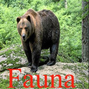 Fauna