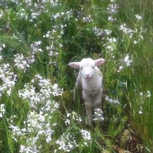 大雾（翻自 张一乔）