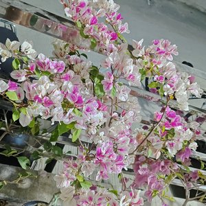 《粤来粤好年》