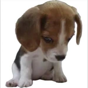 爱意随钟起，钟止意难平