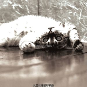 精彩压力大的猫环境