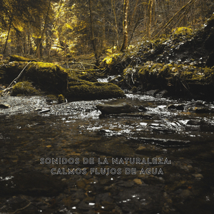 Ondas Somnolientas