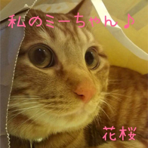 私のミーちゃん♪