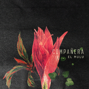 Compañera