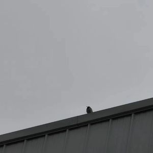 姑娘别哭泣 弹唱版