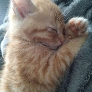 Hukkush Phukkush (slowed)