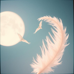 月光に舞う羽根