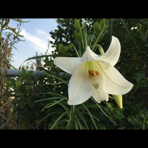 Live in Villa Blanca (Yamaguchi City).mp3