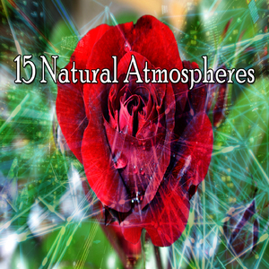 純淨寧靜的森林