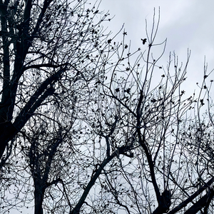 A Bird with Six Wings