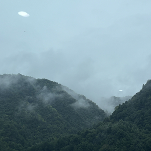 钗头凤·泣寒竹