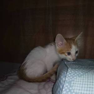 多利亚与莉迪亚风格尝试