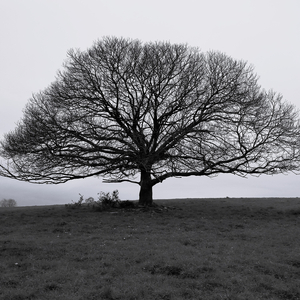 Always Follow the Sun