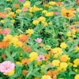 生命的名字 (八音盒)