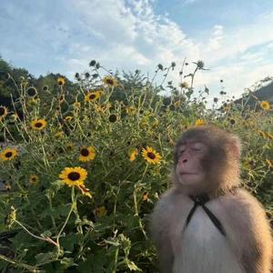 monkey nutzz