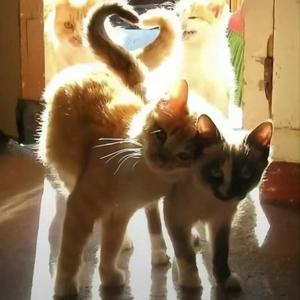 诅咒Prod.undislove