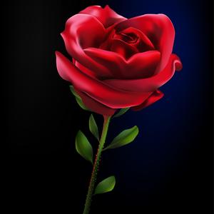 Woman Crush Everyday