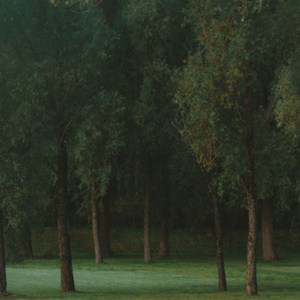 Skog för bara träd