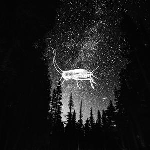 クリケットループ