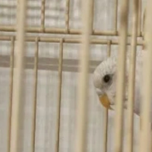 .-=Budgerigar=-.