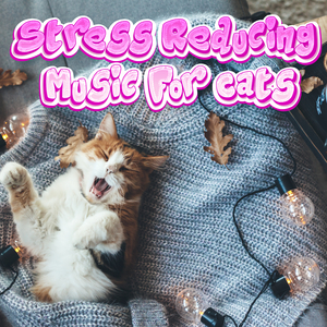 Calming Music for Cats