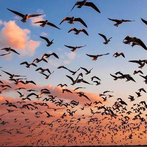 Tungevaag & Raaban-All For Love（remix）