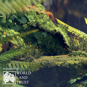 Sacred Groves Dusk II (Nature)