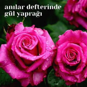 Anılar Defterinde Gül Yaprağı
