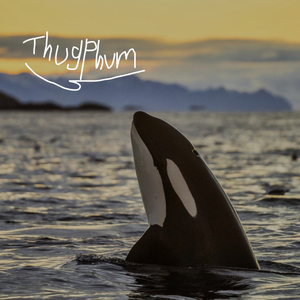 Orca