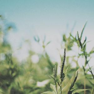 秋酿（吉他弹唱）