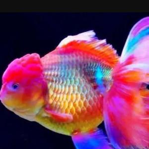 有个愿望不过是更自由