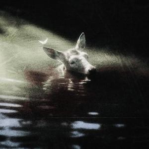 Teoria della Maledizione