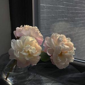 口袋里的秘密（翻自 栩影酱）